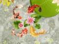 Koi Fish Pond 