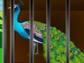 Liberate the Caged Beauty 