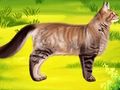 Cat Pet Doctor Dentist 