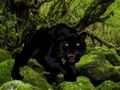 Escape from Black Panther Forest