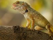 Lizard Garden Jigsaw