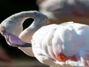 Flamingo Bird Jigsaw