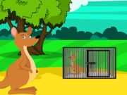 Red Kangaroo Baby Rescue from Cage
