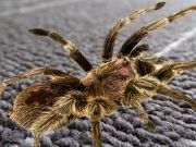 Real Spider Difference
