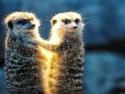 Meerkat Couple Jigsaw
