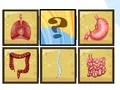Human Organ Scanner — free online game