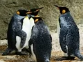 King Penguin Jigsaw — free online game