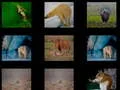 Animal Memory — free online game