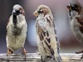 Игра Sparrow Family Jigsaw онлајн