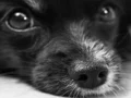 Dog Jigsaw — free online game