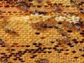 Gioco Honey Bees Jigsaw in linea