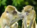 Gêm Monkey Jigsaw ar-lein