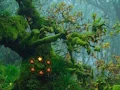 Innocent Sparrow Couple Escape — free online game