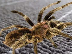 Jwèt Real Spider Difference sou entènèt