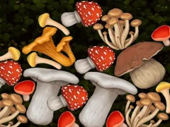 Merge Mushroom — free online game