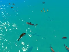 Hungry Shark Hunt — free online game