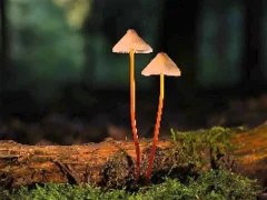 Игра Two Glowing Mushrooms Jigsaw онлајн