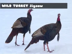 Wild Turkey Jigsaw เกมออนไลน์