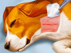 Dog Hospital — free online game