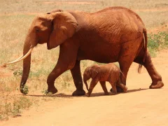 Animals Jigsaw Puzzle - Elephants — free online game