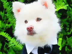 Funny Baby Animals — δωρεάν online παιχνίδι