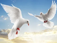Flying Birds Slide — free online game