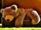 Plush Teddy Bear — free online game