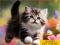 Puzzle Sliding Kittens — free online game
