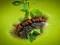 Caterpillar Larva Animal Jigsaw — gratis online spil