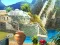 Empire of Gold — free online game