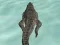 Crocodile Simulator Beach Hunt — free online game