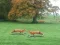 Hunted Fox — free online game