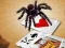 Jumping Spider — free online game