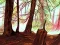 Hidden Stars — free online game