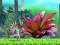 King Julien: Schnapp' die Krone — free online game
