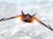 Star Fighter 3D — free online game
