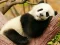 Animal Differences — free online game