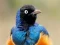 Animal Puzzle: Wildlife & Logic — free online game