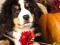 Puzzle Pics Addition Facts — free online game