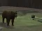 Bear Den — free online game