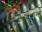 Fishing King — free online game
