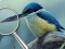 Birds 5 Differences — free online game