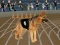 Crazy Dog Racing Fever — free online game