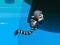 Jungle Jump — free online game