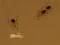 Save the crumb — free online game