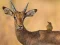 Wild Deer Jigsaw — free online game