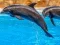 Sea Dolphin Jigsaw — free online game