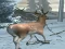 Forest Hunter — free online game