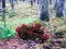 Bernati Forest Adventure — free online game