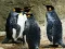 King Penguin Jigsaw — free online game